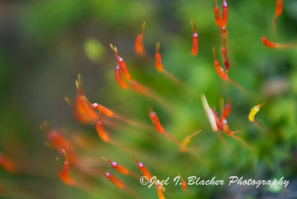 Moss Sporophyte 1.jpg
