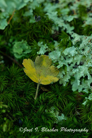 Moss-and-Lichen-Fort-Mountain