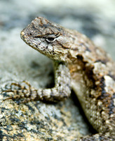 Reptiles & Amphibians