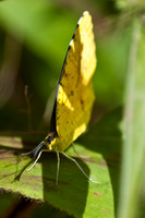 Butterflies and Moths