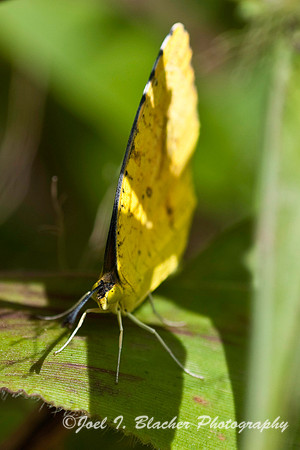 Orange Sulphur, Marietta GA