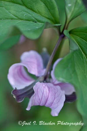Nodding Trillium 1
