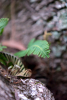 Ferns, Mosses, & Other Woodland Plants