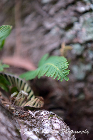 Fern on Live Oak 1.jpg