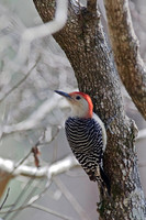 Woodpeckers and Nuthatches