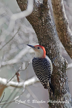 Red-Bellied Woodpecker 2.jpg