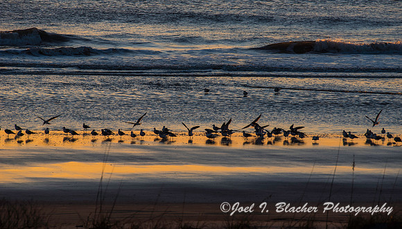 Shorebirds at Sunrise on Jekyll