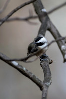 Songbirds