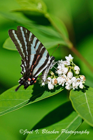 Zebra Swallowtail 1.jpg