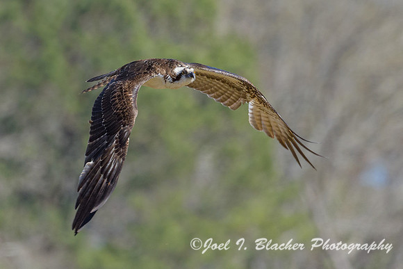Osprey-Chatt