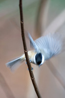Songbirds