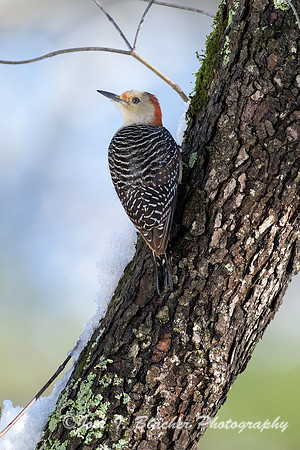 Red-Bellied Woodpecker in Snowy Dogwood