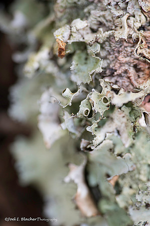 Cup Lichen at Big Trees Web