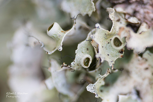 Cup Lichen at Big Trees