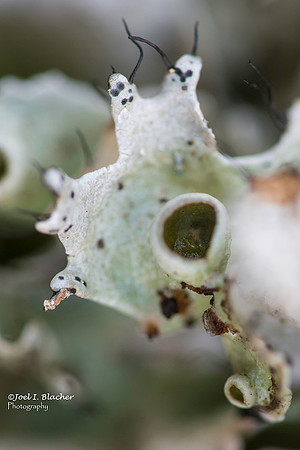 Cup Lichen Close up at Big Trees