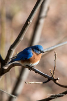 Songbirds