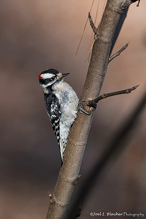 Downy Woodpecker