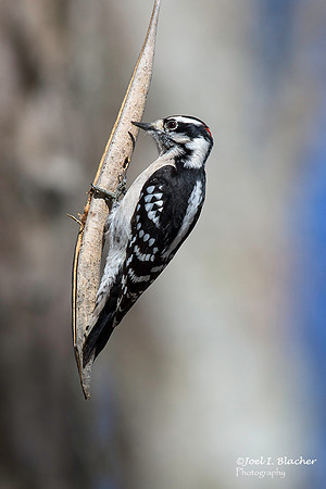 Downy Woodpecker Feeding