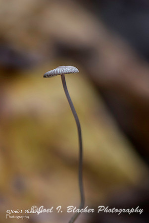 Mycelium sp Big Trees
