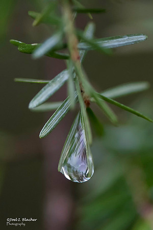 Raindrop on Hemlock
