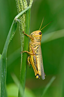 Arachnids, Insects, and Other Inverts