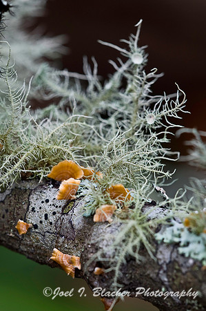 Cup Lichen  and Fungi 1, Mocassin Creek.jpg