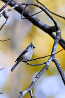 Songbirds