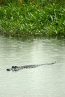 Reptiles & Amphibians