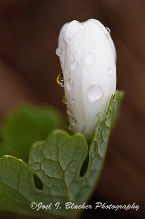 Bloodroot 5.jpg