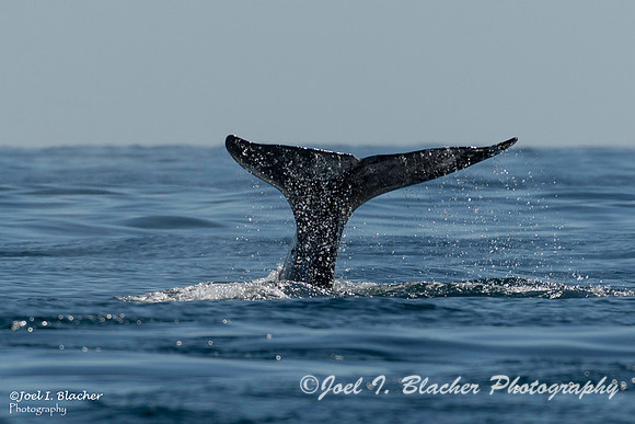 California Grey Whale 1 Newport Beach