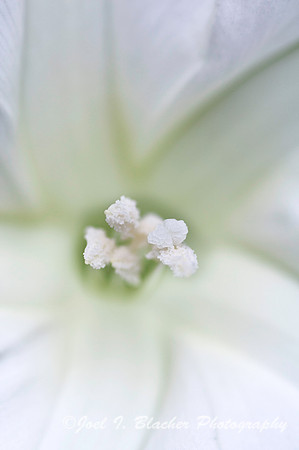 Moonflower 1