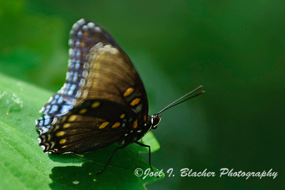 Red-spotted Purple 1.jpg