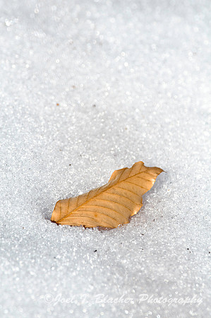 Beech in WInter 1, Big Trees FP