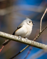 Songbirds