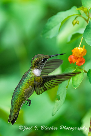 Ruby-throated-Hummingbird-Female-Jewel-Weed
