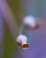 Flowers, Grasses, & Bog Plants