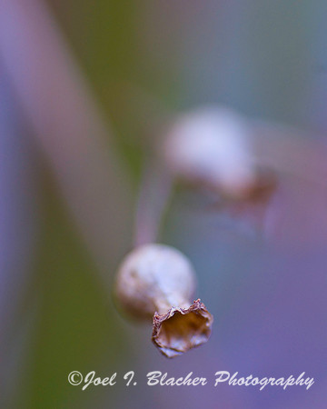 Bog Seedhead.jpg