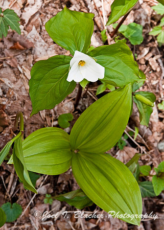 Trillium simile Wild Hosta.jpg
