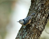 Woodpeckers and Nuthatches