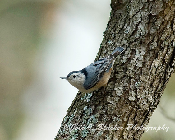 White-Breasted Nuthatch.jpg