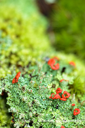 British-Soldier-Lichen2-Ft-Mtn