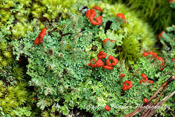 British-Soldier-Lichen-Ft-Mtn