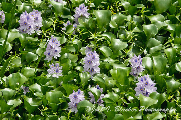 Water Hyacinth 3.jpg