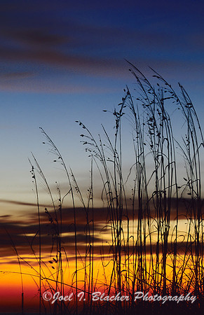 Sunrise at Tybee-Sea Oats.jpg