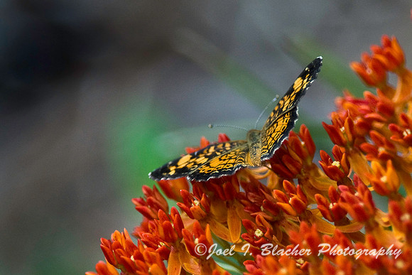 Pearl Crescent on Butterfly Bush 2.jpg