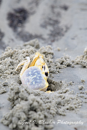 Ghost-Crab-Jekyll