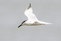 Shorebirds and Waders