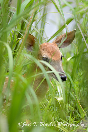 Fawn-in-Azalea-Swamp