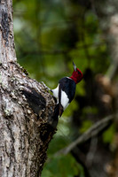 Woodpeckers and Nuthatches