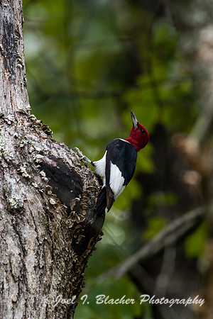 Red Headed  Woodpecker 2-Chattahoochee Upper Morgan Falls